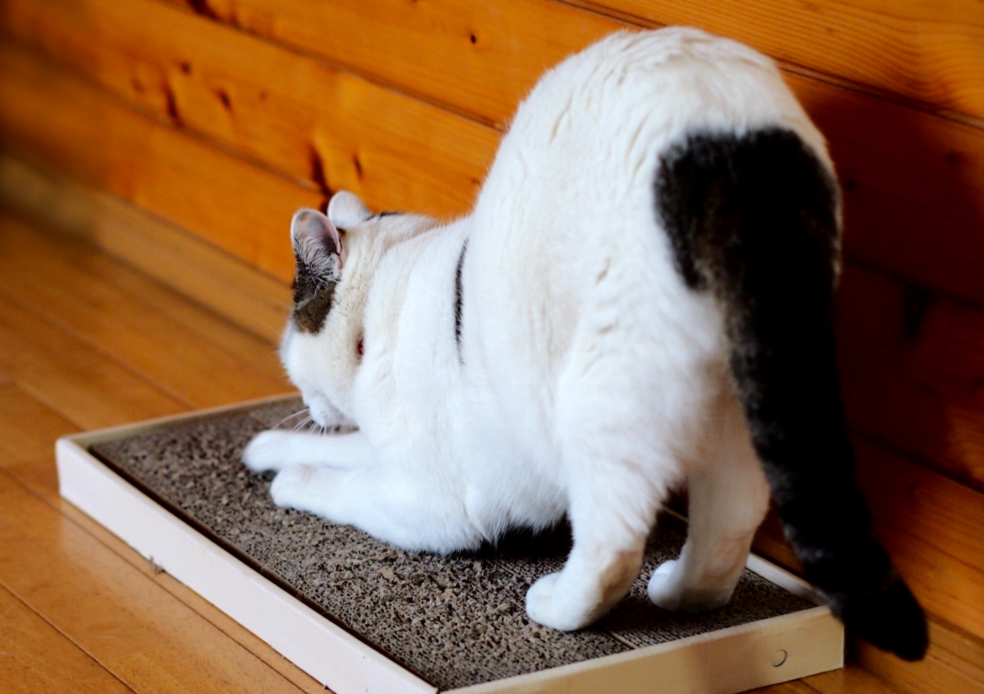 爪研ぎを自作する